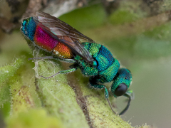 Chrysis splendidula