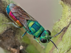 Chrysis splendidula