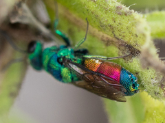 Chrysis splendidula