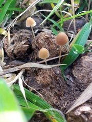 Fungi