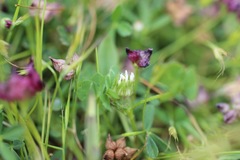 Trifolium microdon