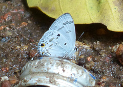 Hypolycaena kina