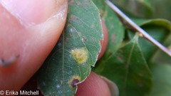 Lasioptera spiraeafolia