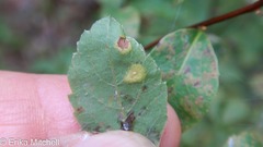 Lasioptera spiraeafolia