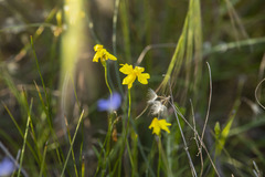 Goodenia pinnatifida