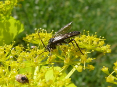 Tenthredopsis andrei