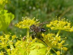 Tenthredopsis andrei