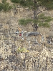 Canis lupus baileyi