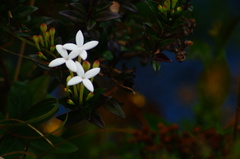 Bouvardia longiflora