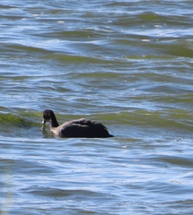 Netta erythrophthalma