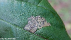 Stigmella rhamnicola