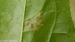 Stigmella rhamnicola