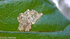 Stigmella rhamnicola