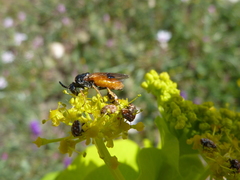 Arge melanochra