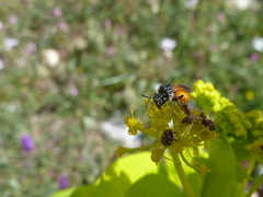 Arge melanochra