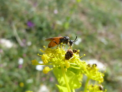 Arge melanochra