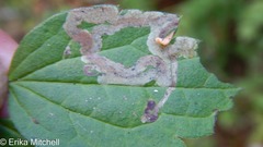 Phytomyza loewii