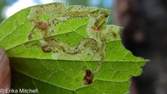 Phytomyza loewii