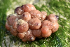 Dendrodoa grossularia