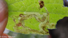 Phytomyza loewii