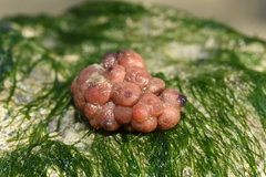 Dendrodoa grossularia