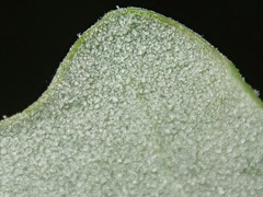 Chenopodium parabolicum