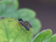 Dirophanes callopus