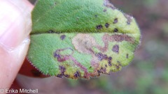 Phytomyza crassiseta