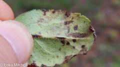 Phytomyza crassiseta