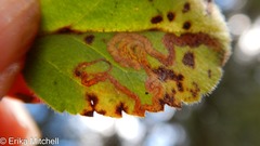 Phytomyza crassiseta