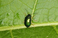 Colaspis laeta