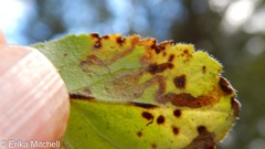 Phytomyza crassiseta