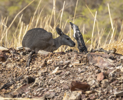 Osphranter antilopinus