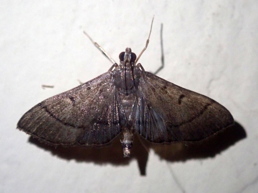 Bradina adhaesalis (Bradina adhaesalis)