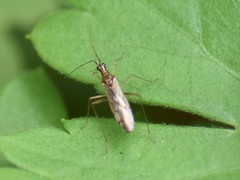 Dicyphus errans