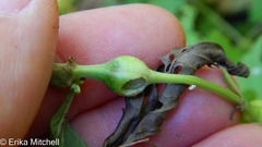 Neolasioptera lycopi