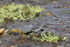 Egretta tricolor image