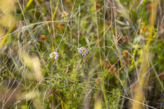Vittadinia cuneata