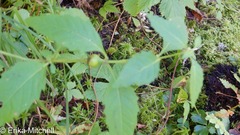 Neolasioptera lycopi