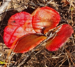 Crassula capensis capensis