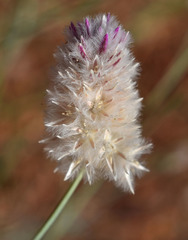 Ptilotus schwartzii