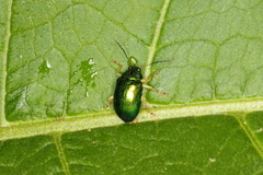Colaspis laeta