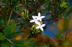 Bouvardia longiflora