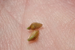 Eleocharis tuberculosa