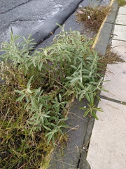 Solanum elaeagnifolium
