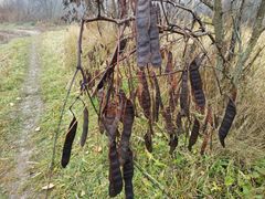 Robinia pseudoacacia