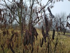 Robinia pseudoacacia