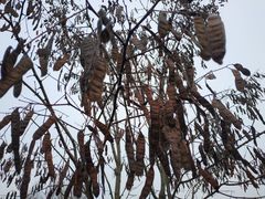 Robinia pseudoacacia