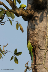 Psittacula krameri
