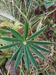 Lupinus polyphyllus